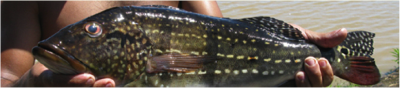 Poisson Mercure